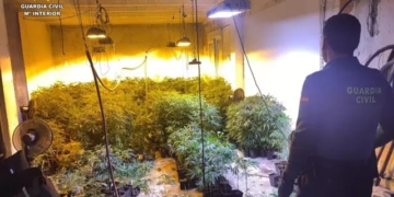VIDEO: Desmantellada una Mega Plantació de Marihuana en Altea VIDEO: Desmantellada una Mega Plantació de Marihuana en Altea
