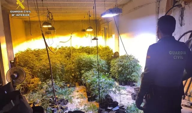 VIDEO: Desmantellada una Mega Plantació de Marihuana en Altea VIDEO: Desmantellada una Mega Plantació de Marihuana en Altea