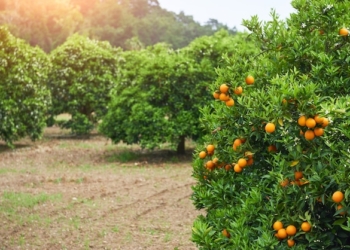 El desafiament de complir amb la normativa europea en l’agricultura: la meua perspectiva des del camp. Article d’opinió El desafiament de complir amb la normativa europea en l’agricultura: la meua perspectiva des del camp. Article d’opinió