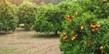 El desafiament de complir amb la normativa europea en l’agricultura: la meua perspectiva des del camp. Article d’opinió El desafiament de complir amb la normativa europea en l’agricultura: la meua perspectiva des del camp. Article d’opinió
