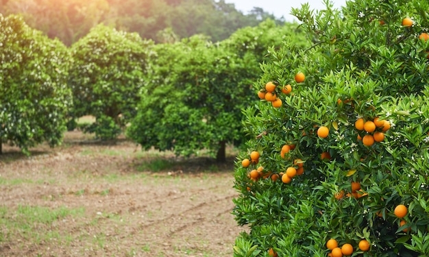 El desafiament de complir amb la normativa europea en l’agricultura: la meua perspectiva des del camp. Article d’opinió El desafiament de complir amb la normativa europea en l’agricultura: la meua perspectiva des del camp. Article d’opinió