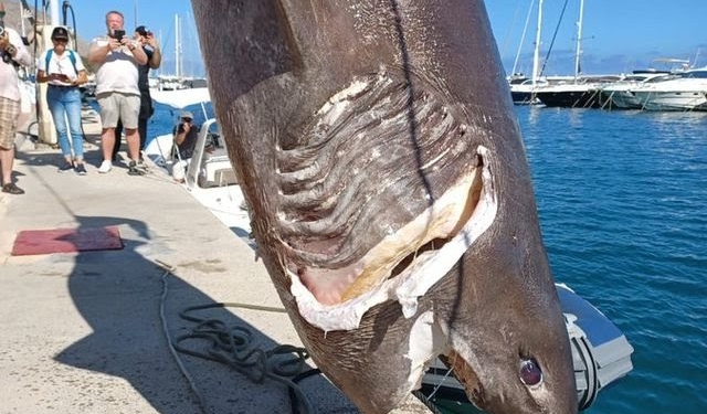 Apareix surant a Altea una bocadolça, un dels taurons més grans del Mediterrani