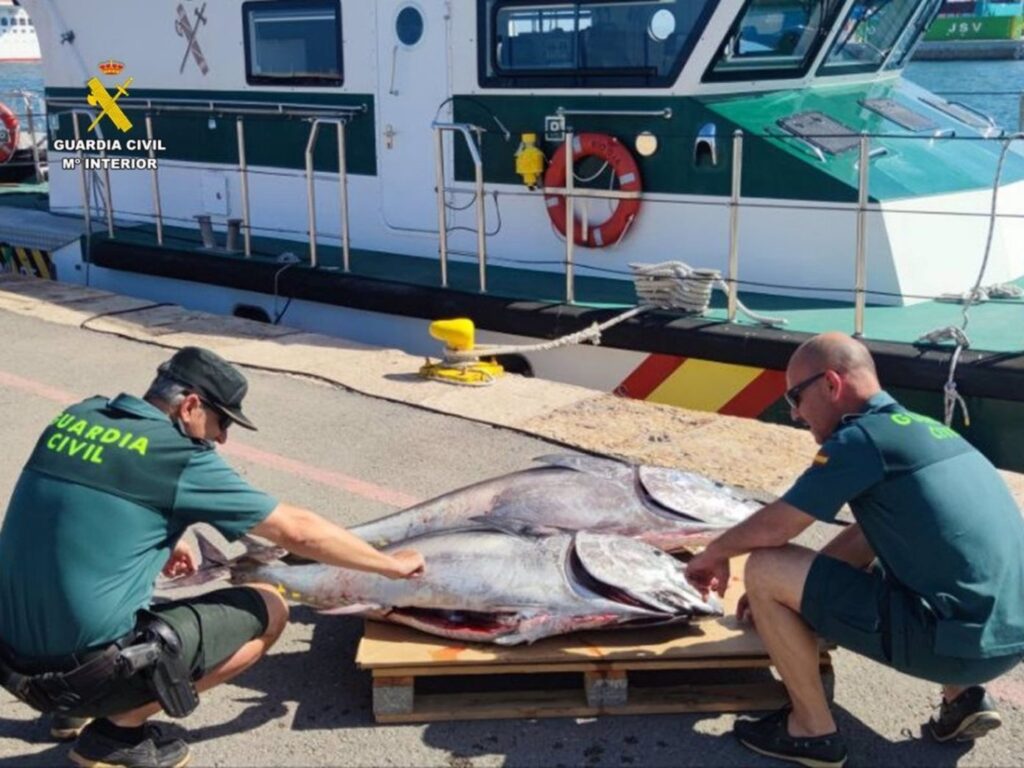 Denunciats els patrons de dues embarcacions a Alacant i Altea per pesca il·legal de tonyina roja