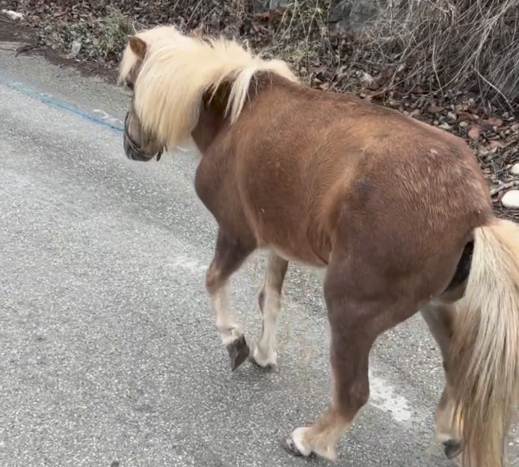 Rescat d’una poni abandonada al riu Algar