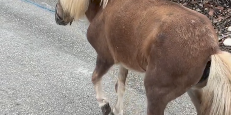 Rescat d’una poni abandonada al riu Algar