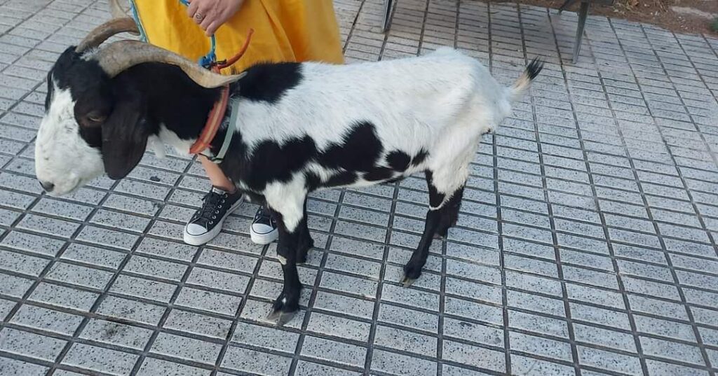 Cabra trobada en l’Albir