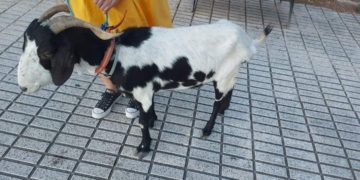 Cabra trobada en l’Albir