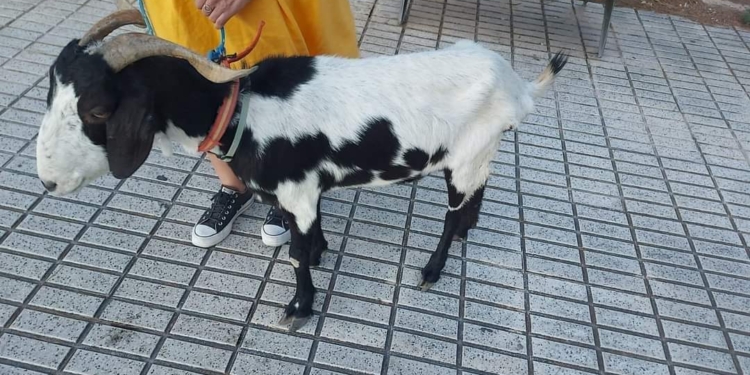 Cabra trobada en l’Albir