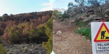 La Serra Gelada: 15.000 arbres morts La Serra Gelada: 15.000 arbres morts