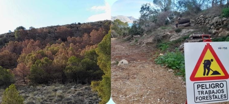 La Serra Gelada: 15.000 arbres morts La Serra Gelada: 15.000 arbres morts