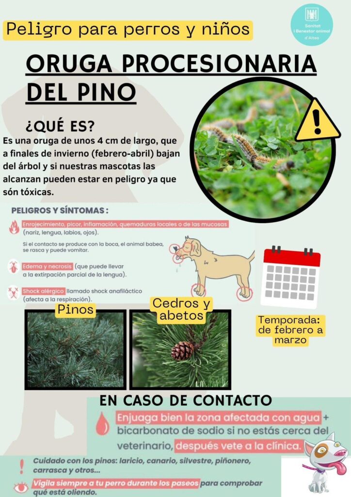 Alerta per la processionària del pi: perill per a mascotes i infants Alerta per la processionària del pi: perill per a mascotes i infants