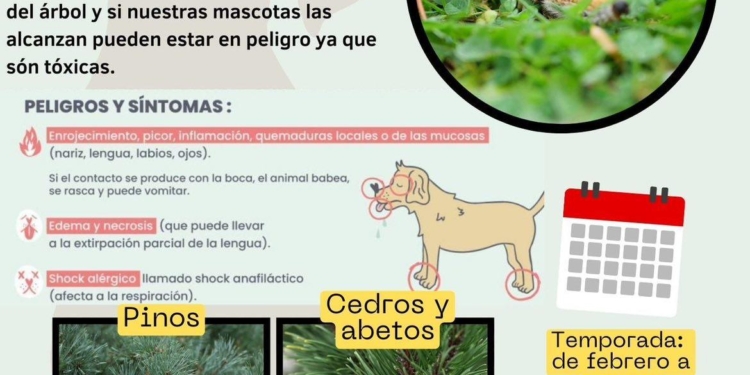 Alerta per la processionària del pi: perill per a mascotes i infants