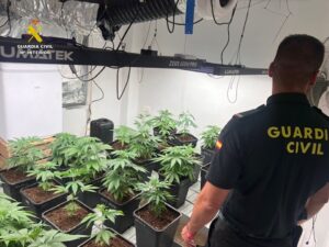 La Guàrdia Civil desmantella un cultiu de marihuana a Pedreguer i esclareix un punt de tràfic de drogues La Guàrdia Civil desmantella un cultiu de marihuana a Pedreguer i esclareix un punt de tràfic de drogues