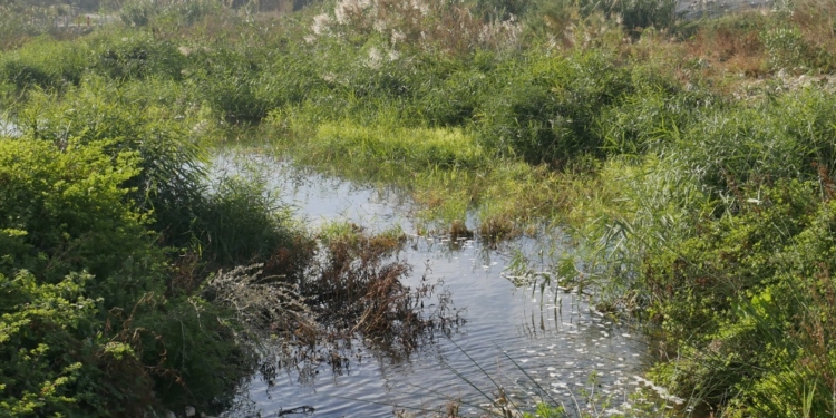 La restauració de la desembocadura del Riu Algar ja és una realitat La restauració de la desembocadura del Riu Algar ja és una realitat